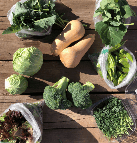 A variety of fresh vegetables on a wooden surface, including cabbage, kale, butternut squash, broccoli, okra, leafy greens, and microgreens, some in plastic bags and containers.